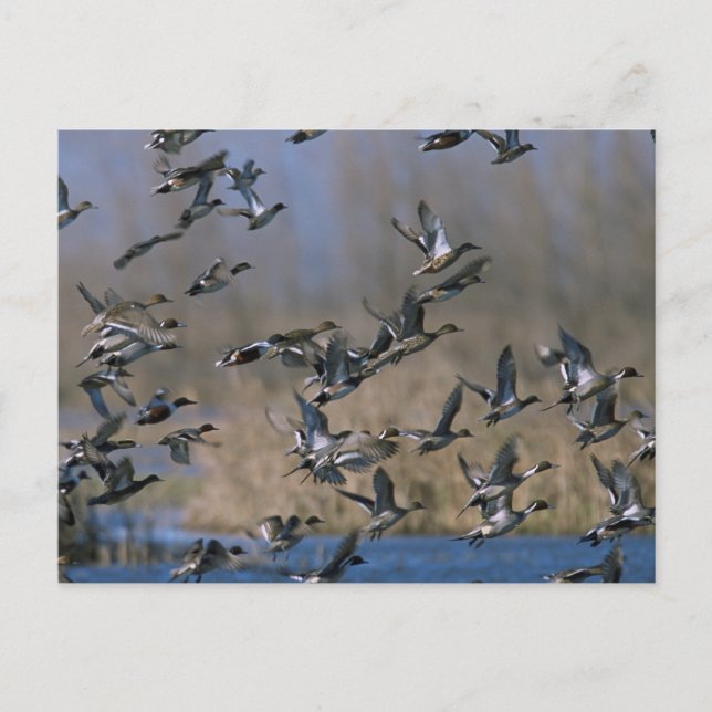 Pintails in Flight Postcard (Front)