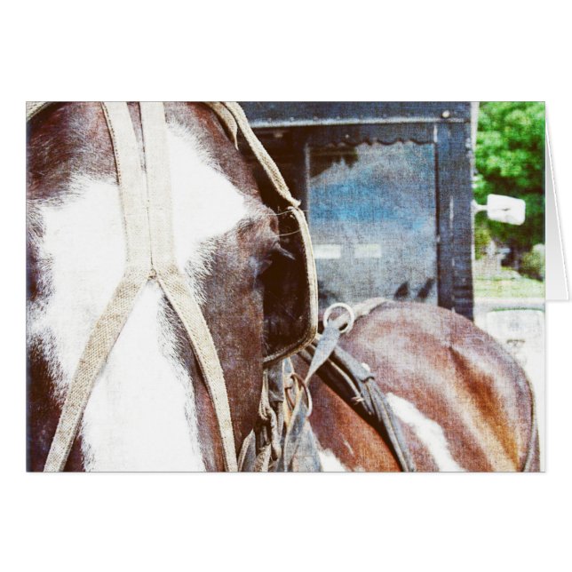 Pinto Amish Buggy Horse (Devant horizontal)