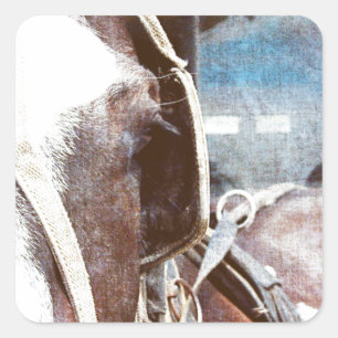Pinto Amish Buggy Horse Square Sticker