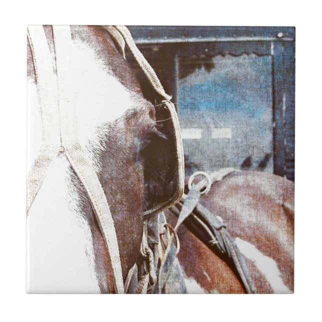 Pinto Amish Buggy Horse Tile (Front)