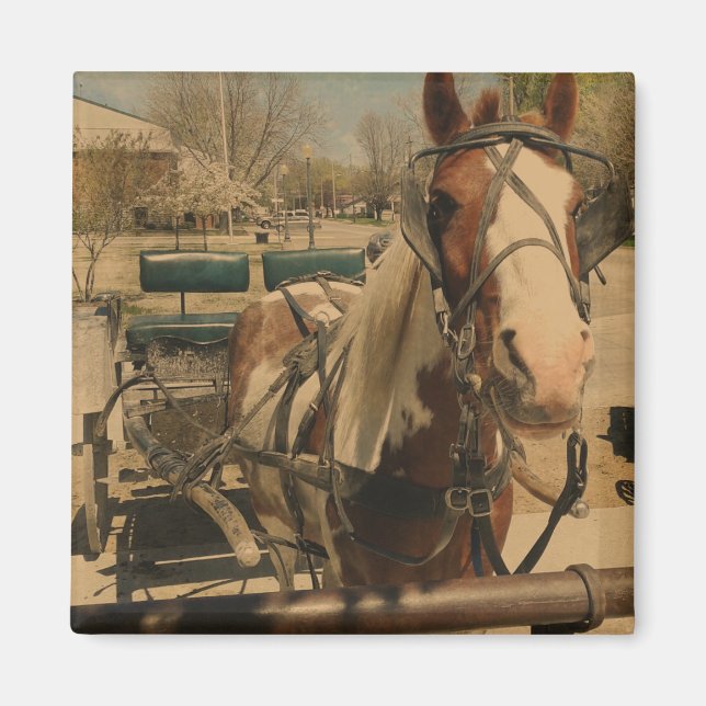 Pinto Buggy Horse Magnet (Front)