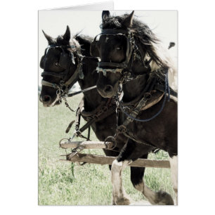 Pinto Drafts at Work