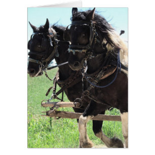 Pinto Drafts au travail