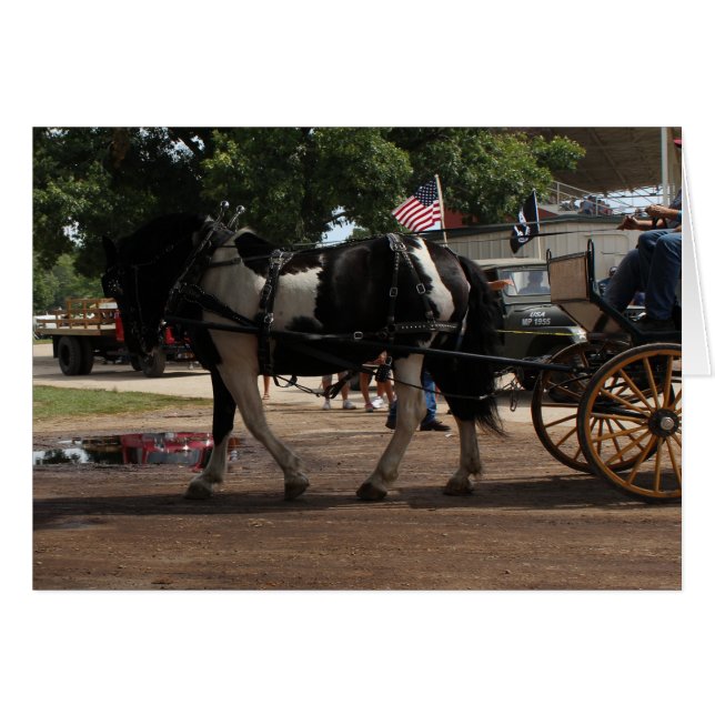 Pinto Draught Horse (Front Horizontal)