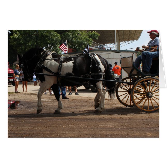 Pinto Draught Horse 2018 Mt. Pleasant, Iowa (Front Horizontal)