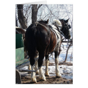 Pinto Draught   Horses in Winter
