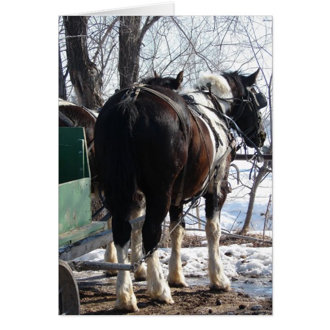 Pinto Draught   Horses in Winter (Front)