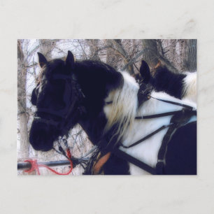 Pinto Draught Horses Rural Iowa Photography Postcard