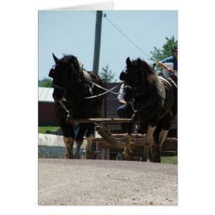 Pinto Draught Pair