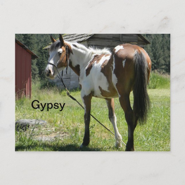 pinto filly  horse post card (Front)