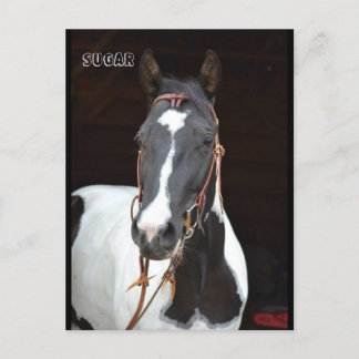 Pinto Filly named horse post card "Sugar"