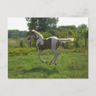 Pinto Filly Postcard