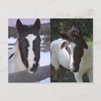 pinto filly Shasta Postcard