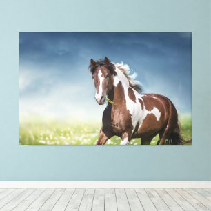 Pinto Horse Gallops Through Flowery Spring Meadow Canvas Print