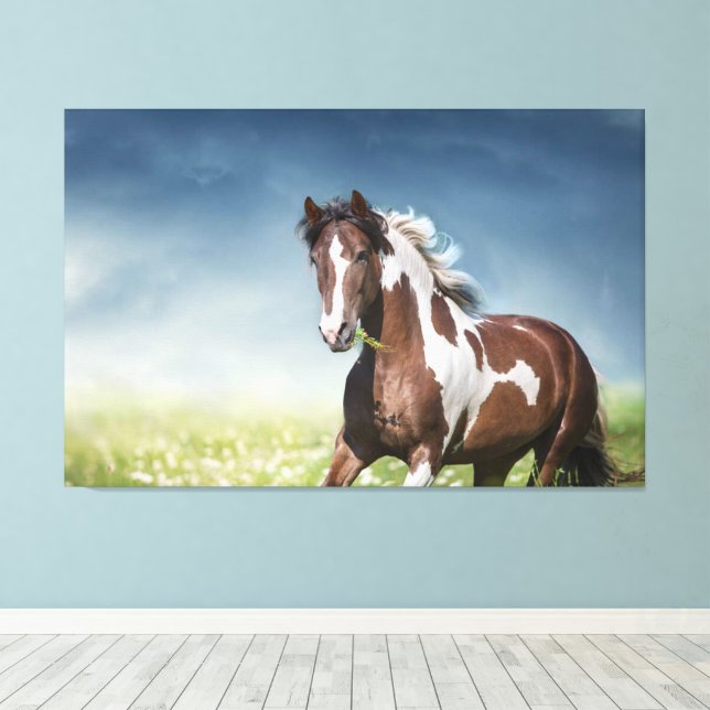 Pinto Horse Gallops Through Flowery Spring Meadow  Canvas Print (Insitu(Wood Floor))