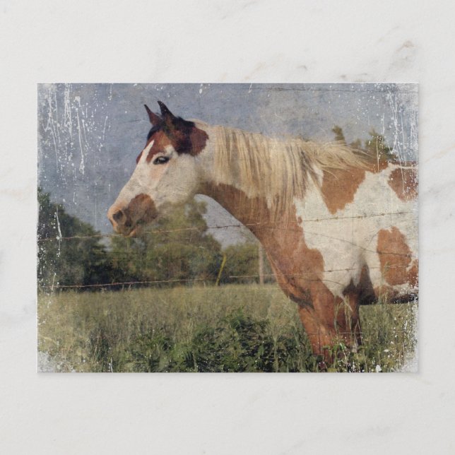 Pinto Horse Grunge Postcard (Front)