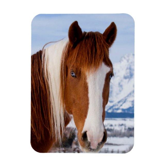 Pinto Horse Mount Moran in Winter Magnet (Vertical)