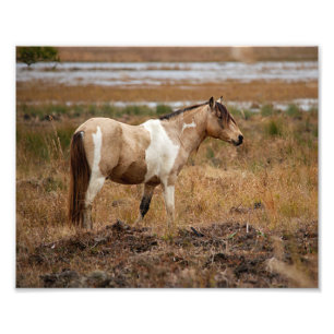 Pinto horse  photo print