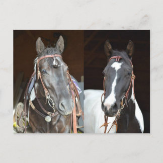 pinto horse post card