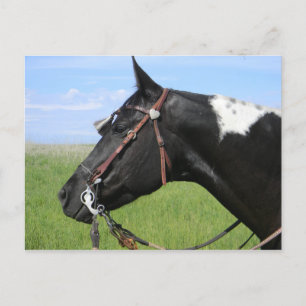 PINTO HORSE POST CARTE