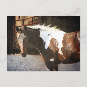 Pinto Horse Postcard
