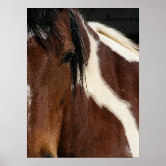 Pinto horse poster (Front)