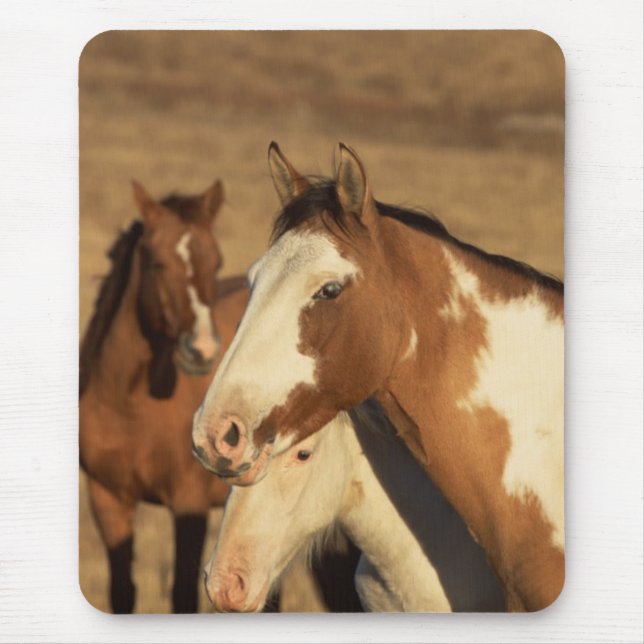 Pinto in Herd Mouse Pad (Front)