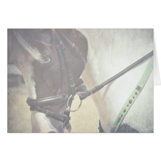 Pinto in Tack (Front Horizontal)