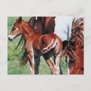 Pinto Mare with Foal Postcard
