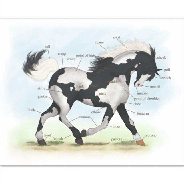 Pinto Overo Horse Educational Equine Anatomy Chart (Front)