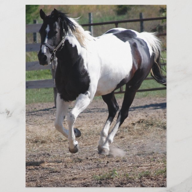 Pinto Paint Horse (Front)