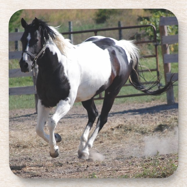 Pinto Paint Horse Coaster (Front)