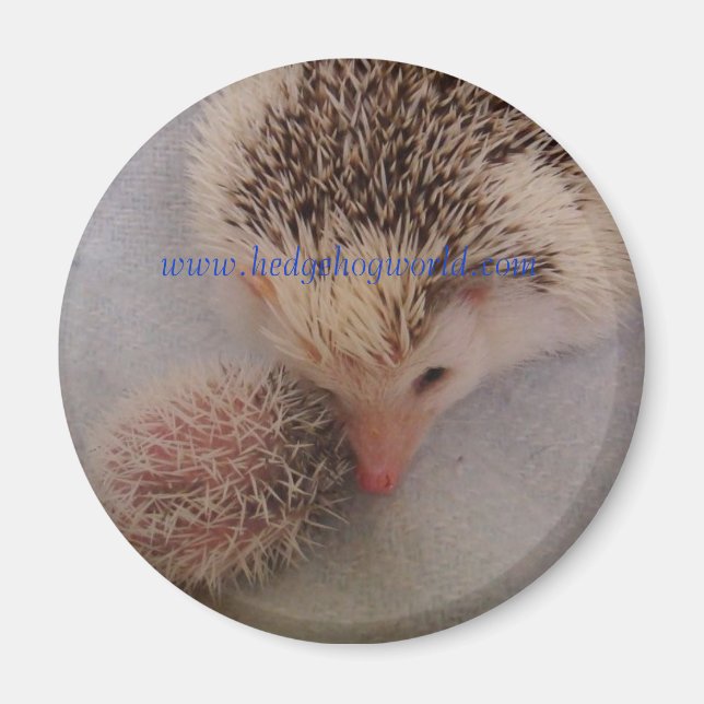 pinto pair magnet (Front)