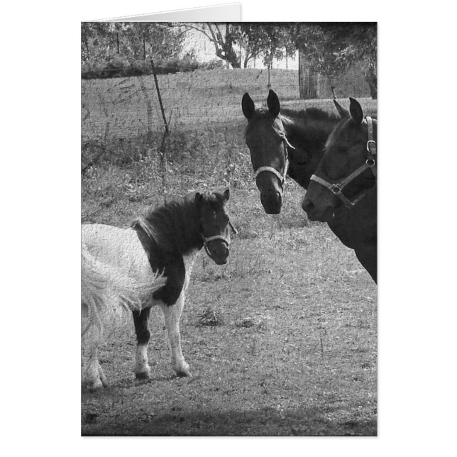 Pinto Pony et Chevaux (Devant)