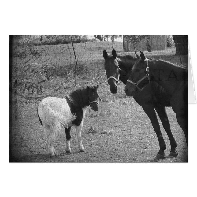 Pinto Pony et Chevaux (Devant horizontal)