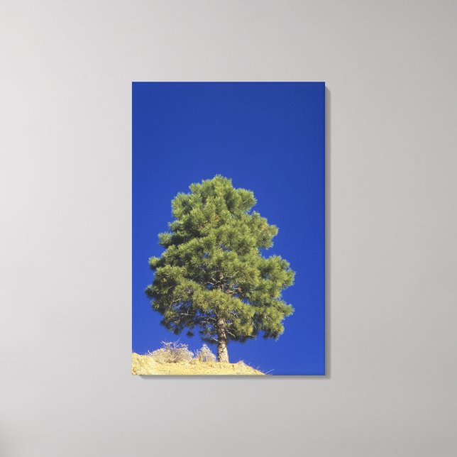 Pinyon Pine, Pinus edulis, Zion National Park, Uta Canvas Print (Front)