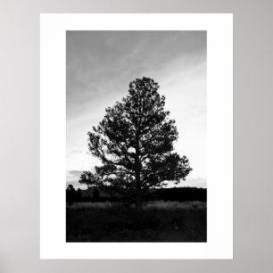 Pinyon Tree Silhouette Poster