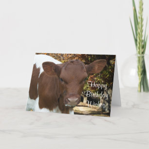 Pinzgauer calf Tansy-customize any occasin Card