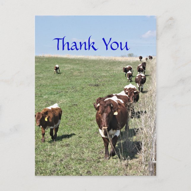 Pinzgauer Cattle 8371 Carte postale - personnalise (Devant)