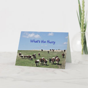 Pinzgauer Cattle Herd 8372 -customize any occasion Thank You Card