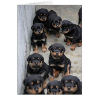 Pipettes Rottweiler