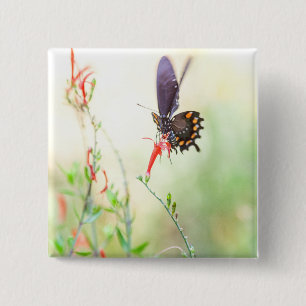 Pipevine butterfly in afternoon light 2 inch square button