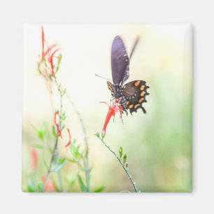 Pipevine butterfly in afternoon light magnet