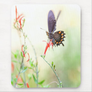 Pipevine butterfly in afternoon light mouse pad