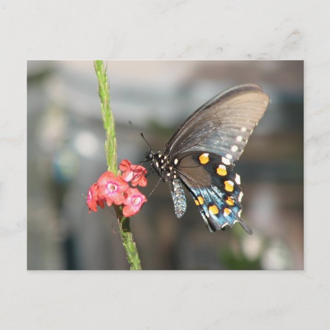 Pipevine Postcard (Front)