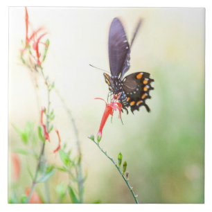Pipevine  Swallowtail butterfly in afternoon light Tile