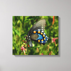 pipevine swallowtail canvas