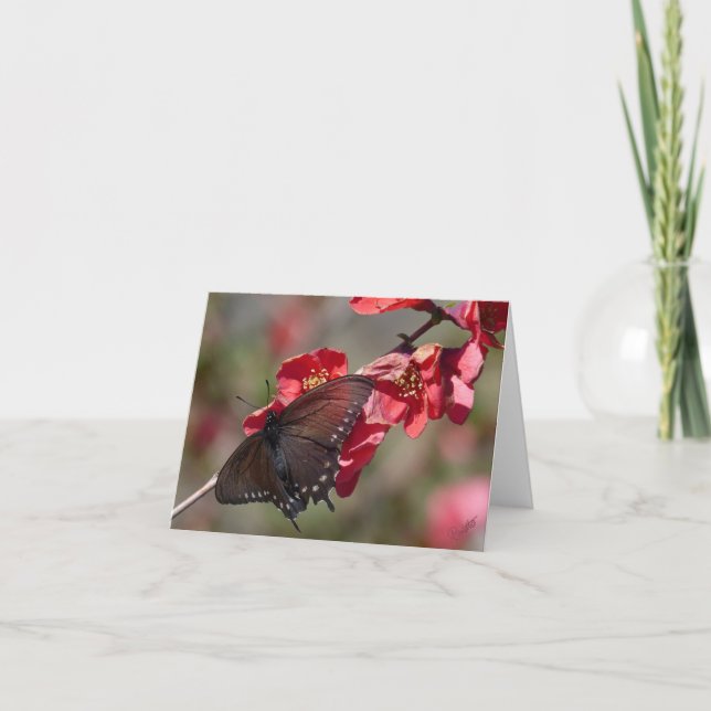 Pipevine Swallowtail Card (Front)