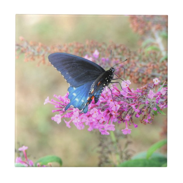 Pipevine Swallowtail on Butterfly Bush Tile (Front)