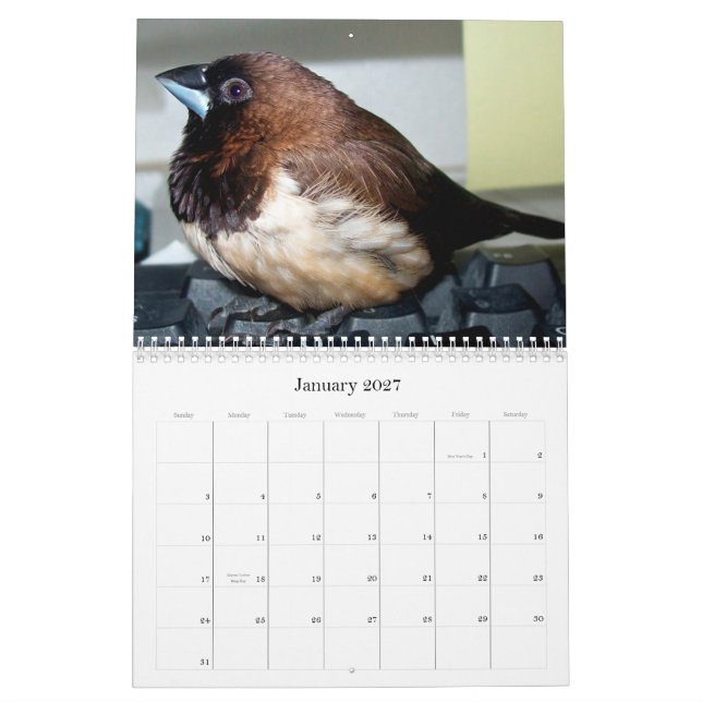 Pipi the adorable finch calendar (Jan 2027)